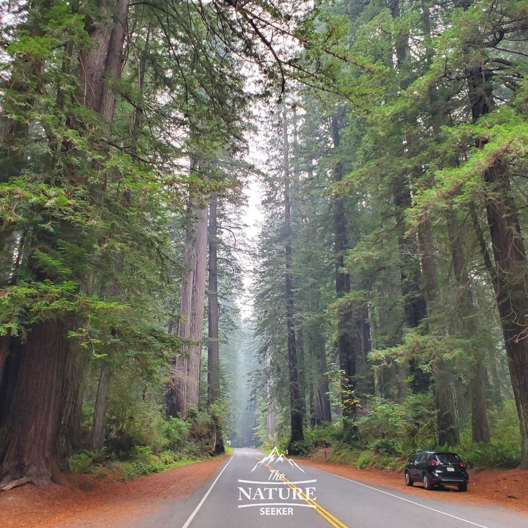 Clam Beach State Park campground near Redwoods Northern California