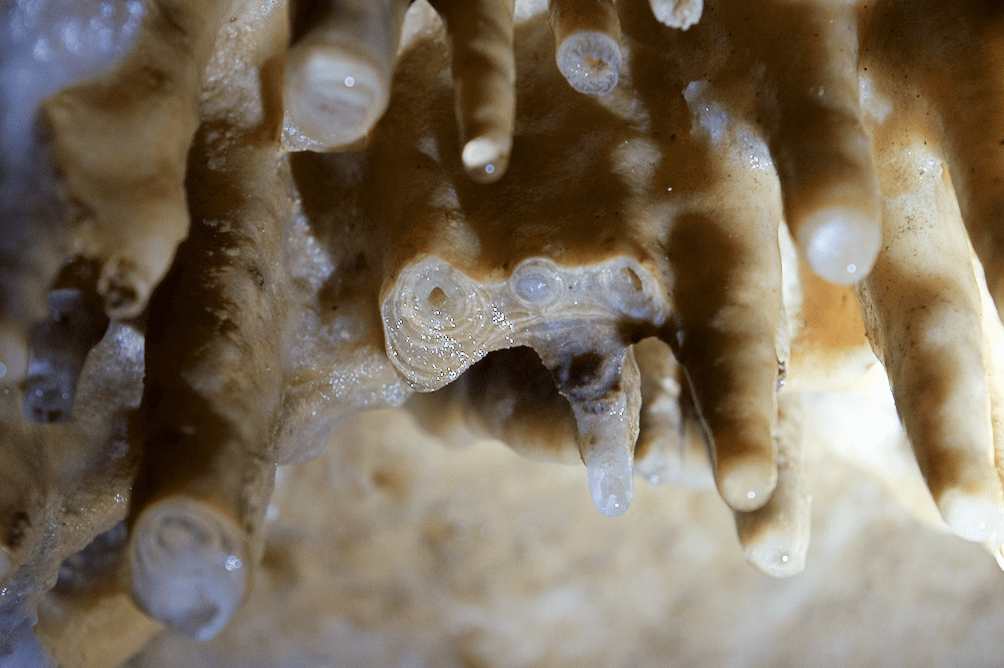 Close-up of soda straw formation inside Marengo Cave