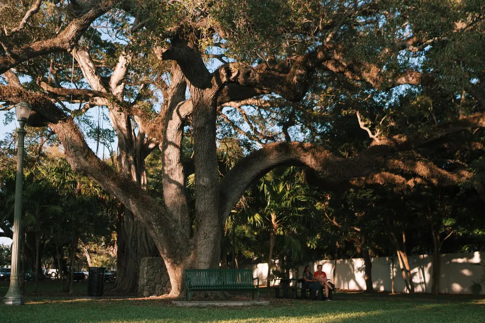 Large oak tree with sprawling branches casting shadows in a serene city park
